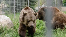Bearly contain myself: Bear best friends at Montana zoo help grizzly overcome anxiety