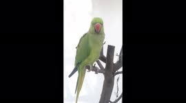 Cute parrot makes sounds like R2D2 from Star Wars from memory
