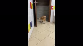 Russian vet fits dog found with paws cut off with new prosthetic devices