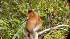 An adult male proboscis monkey is having fun eating Pandanus Leaf