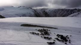 Hundreds of thousands of livestock trudge over snow-covered mountains during winter migration in China