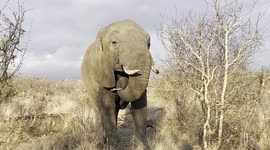Spend Five Peaceful Minutes With Matriarch of the Jabulani Herd, Tokwe