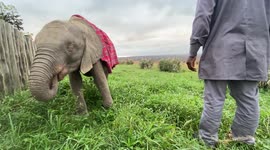 Peaceful Moments at the HERD Orphanage for Orphaned Albino Elephant Calf, Khanyisa