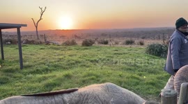 Orphaned elephant, Khanyisa, snacks on grass at the HERD orphanage while her herd waits for her to join them