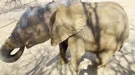 A Muddy Milk Bottle in the Bush for Orphaned albino elephant, Khanyisa