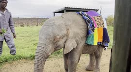 Orphaned elephant, Khanyisa, and her brightly coloured blanket