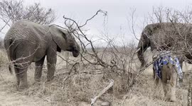 HERD Founder, Adine Roode, gives us an elephant lesson in the bush