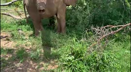 Orphaned elephant, Khanyisa, spends time in the bush with her new family