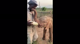 A morning bottle for orphaned elephant, Khanyisa, at the HERD orphanage