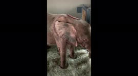 Orphaned albino elephant calf, Khanyisa, settles in for a nap in her nursery