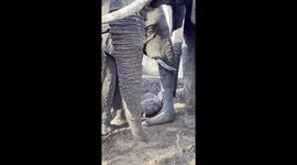 The Jabulani Herd of Rescued and Orphaned Elephants Love Playing in the Mud when it rains