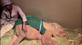 Orphaned albino elephant calf, Khanyisa, settles in for a nap with elephant carer, Herman