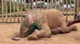 Orphaned albino elephant 'Khanyisa' enjoys playing in sand with carer