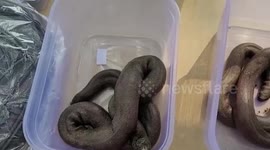 Red sand boa snakes get rescued from smugglers in central India