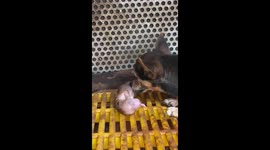 Cute moment when mother dog tries to rescue puppy from amniotic membrane after being born