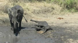 Watch this elephant calf's adorable attempts to get back on his feet after falling into muddy puddle