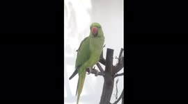 Listen to this parrot brilliantly mimic R2D2 from 'Star Wars'