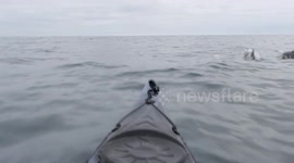 Kayaker paddles three miles out from Cornwall to discover rare bluefin tuna all around him