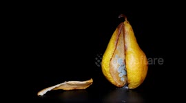 Oddly satisfying time-lapse shows pear decompose over 14 days