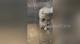 Bizarre elevator spotted in China with padlocks over buttons