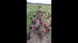 As loyal as a... chicken? Hundreds of chickens in Vietnam follow farmer to a field