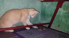 Brave kitten in India finds snake and alerts catcher to its location, after owner runs away