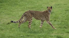 Friends Can Come in all Shapes, Sizes and Species! This Cheetah and Dog Know That All Too Well