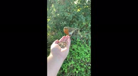 Beautiful bird eats from hands in Somerset, USA