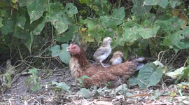 A relaxing magical moment on the farm, when mother hen and her baby chicks take timeout to relax.