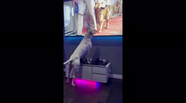 Dog named Thanos prepares to 'fight' baddies on screen while watching film