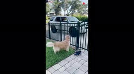 'Precious puppy DOESN'T HOLD BACK her love while reuniting with owner 
'