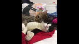 'Adorable cats with troubled pasts are now best friends '