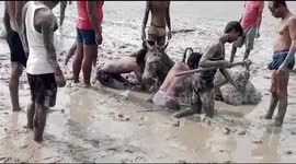 Indian villagers' marathon effort to rescue horses stuck in mud ends in heartbreak