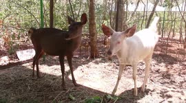 Rare white Sambar deer spotted in Sri lanka