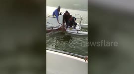 Deer saved from drowning in lake in India by boaters out on the water
