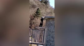 Panda balances on fence to bask in sun's rays