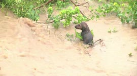 Brave puppy swims to safety through severe flooding in southern India