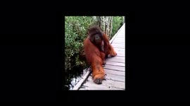 Adult Male Orangutan Swimming in the River (Orangutan Kalimantan)