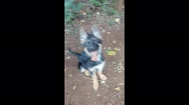 Ecited after see him learn to fetch. He is really growing to his best❤️