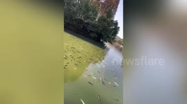 Rice wine leaks into lake seeing thousands of 'drunk' fish rise to surface in eastern China