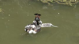 Beautiful Great Crested Grebe chicks dive on their own for the first time as mother Grebe stands by.