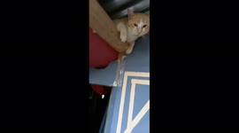 Fat cat becomes trapped in attic while chasing after mouse