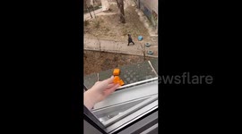Feeding a cute squirrel, Dnipro, Ukraine