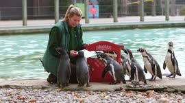 Adorable moment penguins at London Zoo post their Christmas wishes to Santa