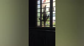 Wild monitor lizard tries to climb through family's kitchen window
