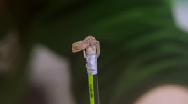 Tiny baby chameleon hatches at UK zoo and is just 3 cm long
