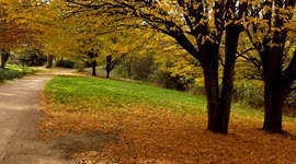 B roll late autumnal golden brown leave taken at Crystal palace south east london