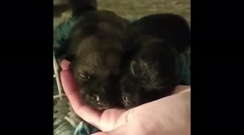 Tiny puppies abandoned in rubbish on roadside with umbilical cords still attached finally find new homes