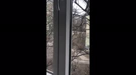 Funny squirrel runs to drink water, Dnipro, Ukraine