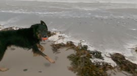 Dog's beach walk in Orkney interrupted by Storm Arwen's powerful winds